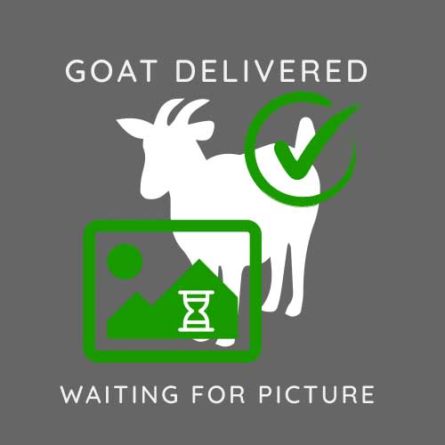Ghettoblaster Goat Photo